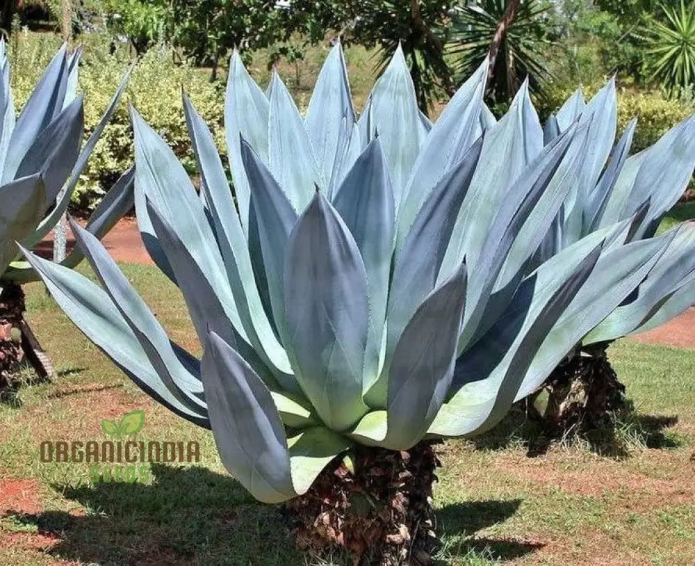 Agave Americana ’Toliman Blue’ Seeds For Planting Cultivating Hardy Beauty With Expert And Gardening