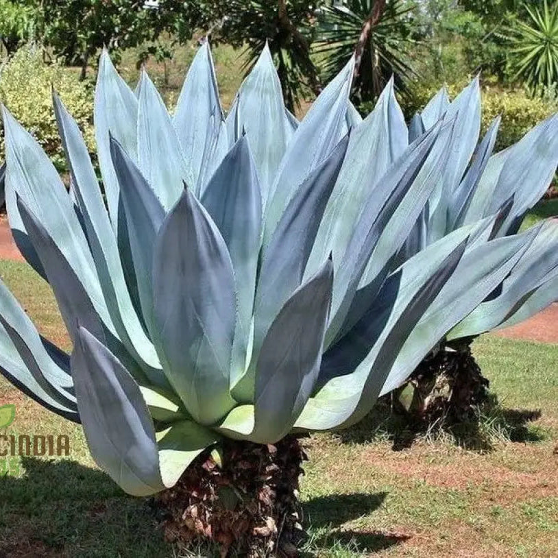 Agave Americana â€™Toliman Blueâ€™ Seeds For Planting Cultivating Hardy Beauty With Expert And Gardening