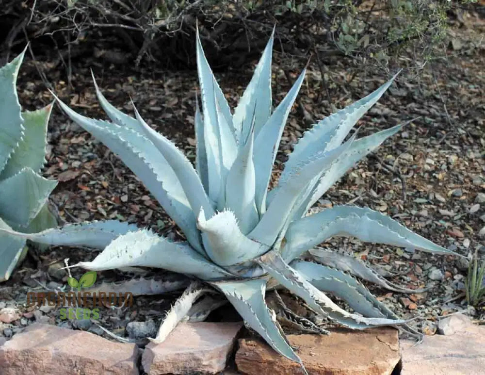 Agave Asperima Subsp Zarcensis Seeds For Planting Growing Robust Beauty With Expert And Gardening