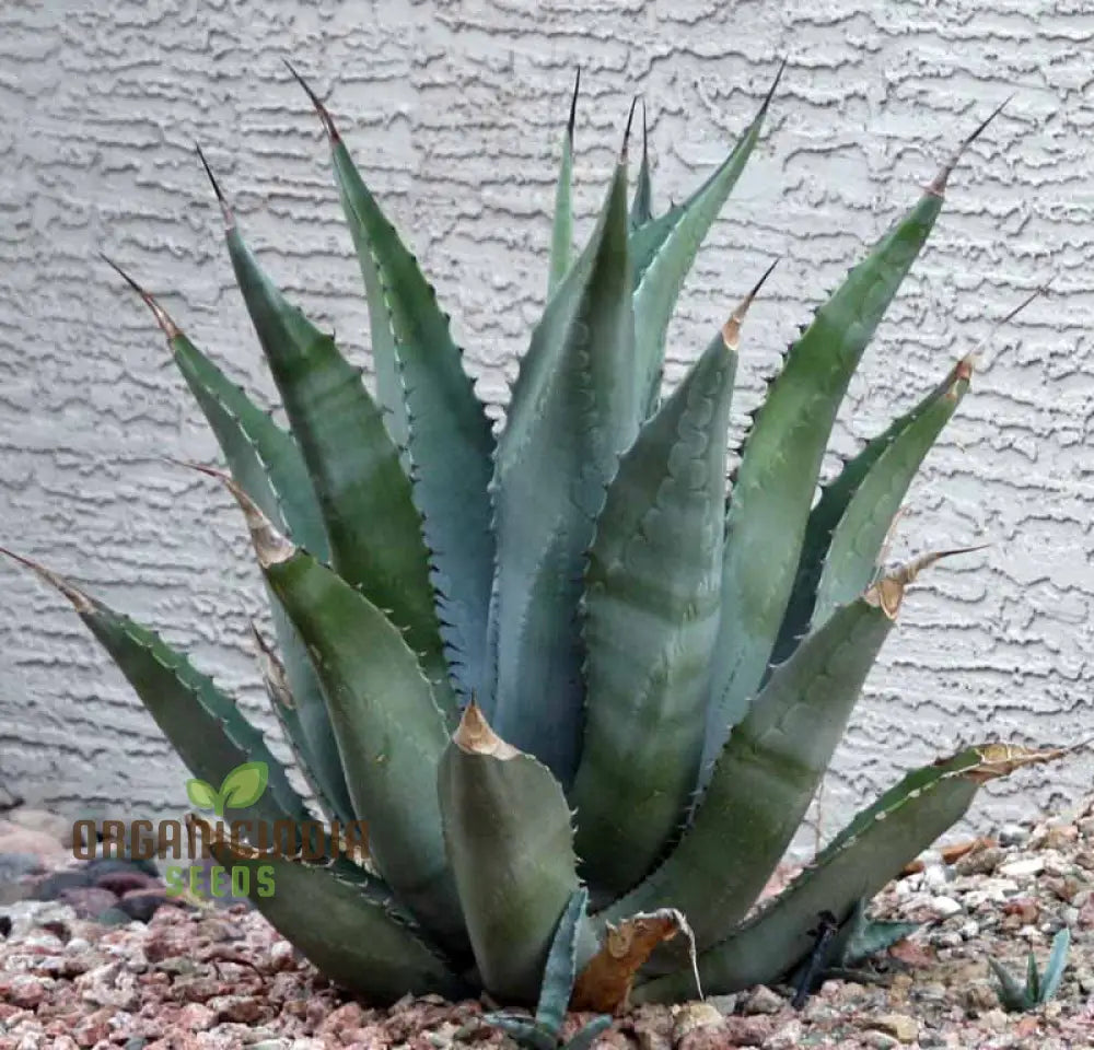 Agave Asperima Subsp Zarcensis Seeds For Planting Growing Robust Beauty With Expert And Gardening