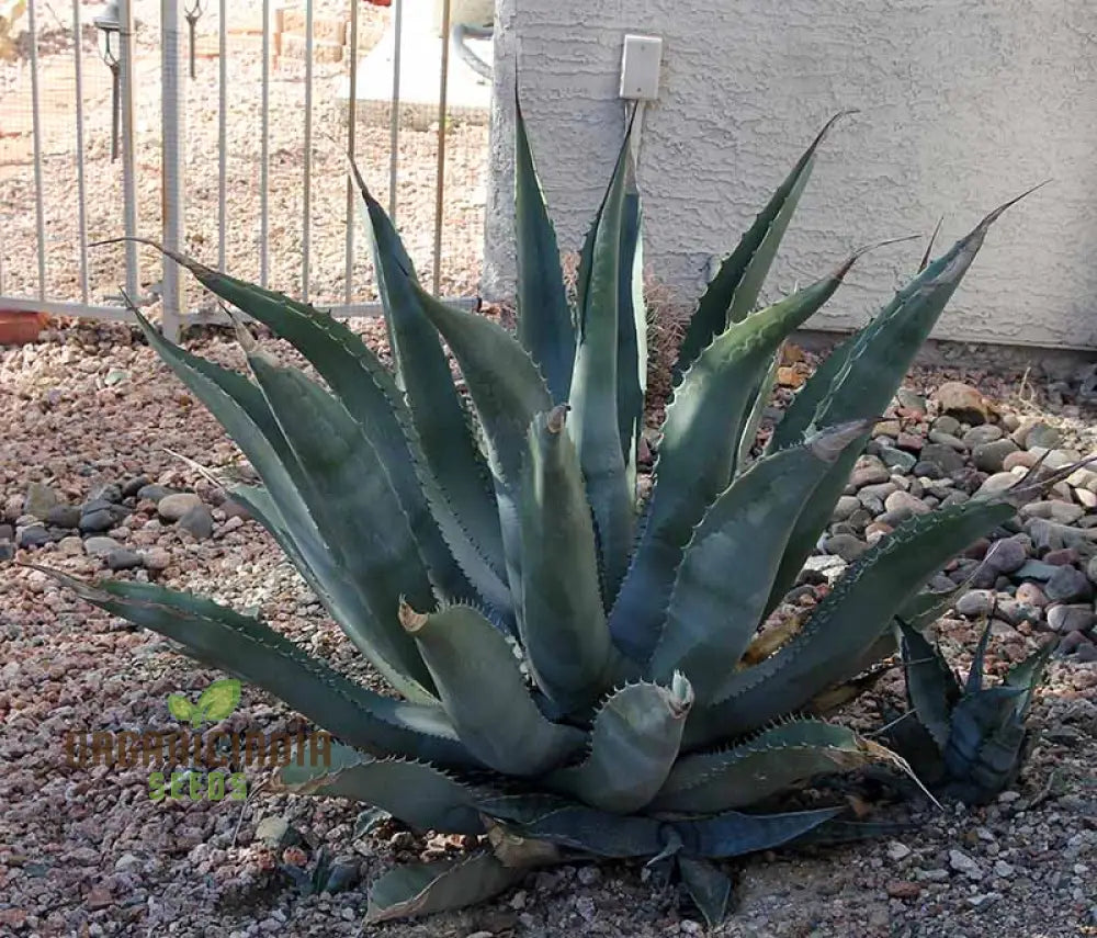 Agave Asperima Subsp Zarcensis Seeds For Planting Growing Robust Beauty With Expert And Gardening