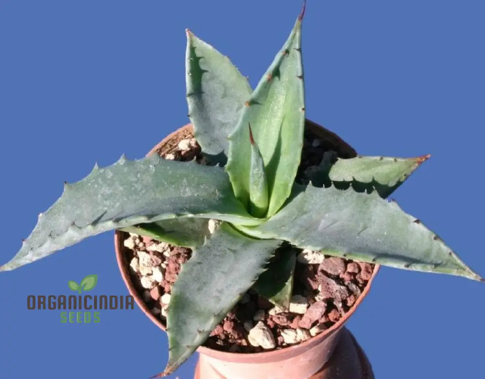 Agave Asperima Subsp Zarcensis Seeds For Planting Growing Robust Beauty With Expert And Gardening