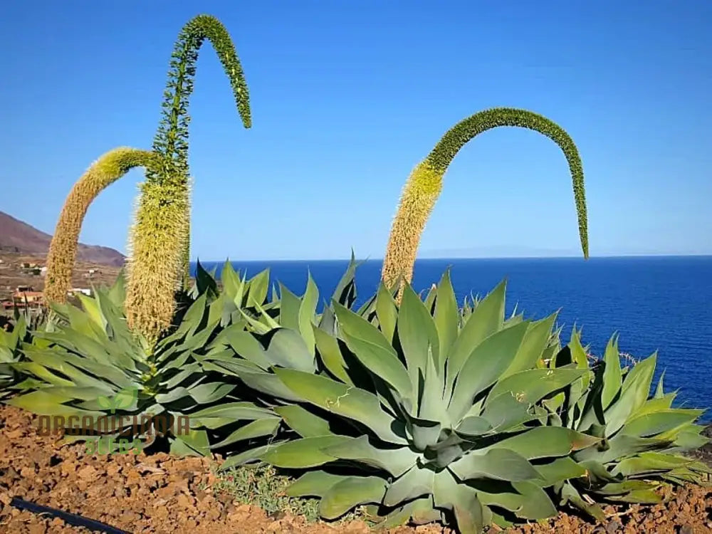 Agave Attenuata Seeds For Planting Cultivating Elegant Beauty With Expert And Gardening