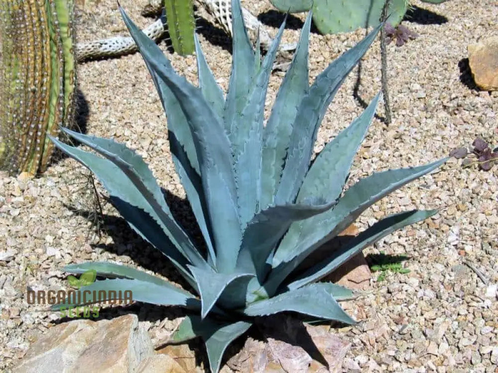 Agave Attenuata Seeds For Planting Growing Graceful Beauty With Expert And Gardening