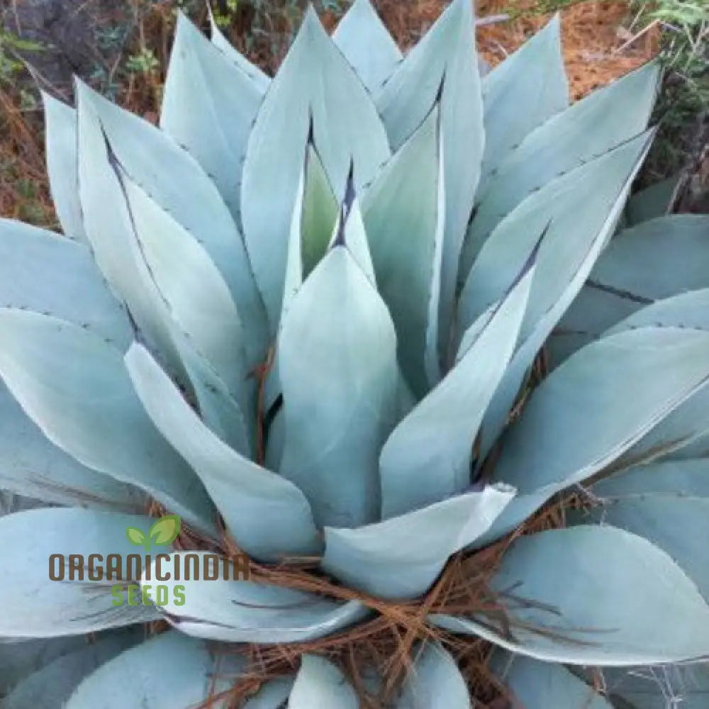 Agave Attenuata Seeds For Planting Growing Graceful Beauty With Expert And Gardening