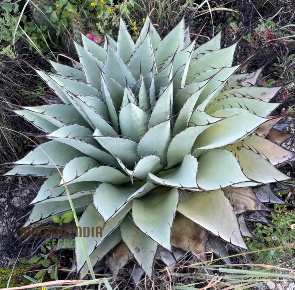 Agave Attenuata Seeds For Planting Growing Graceful Beauty With Expert And Gardening