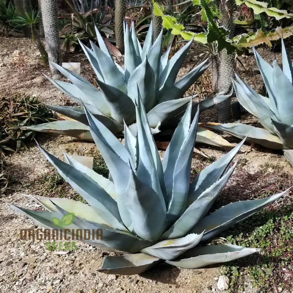 Agave Attenuata Seeds For Planting Growing Graceful Beauty With Expert And Gardening