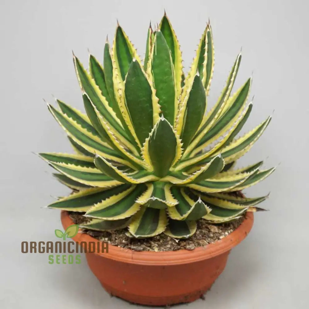 Agave Bonsai Seeds - Rare Succulent Planting For Home Decor 100 Pcs Plant