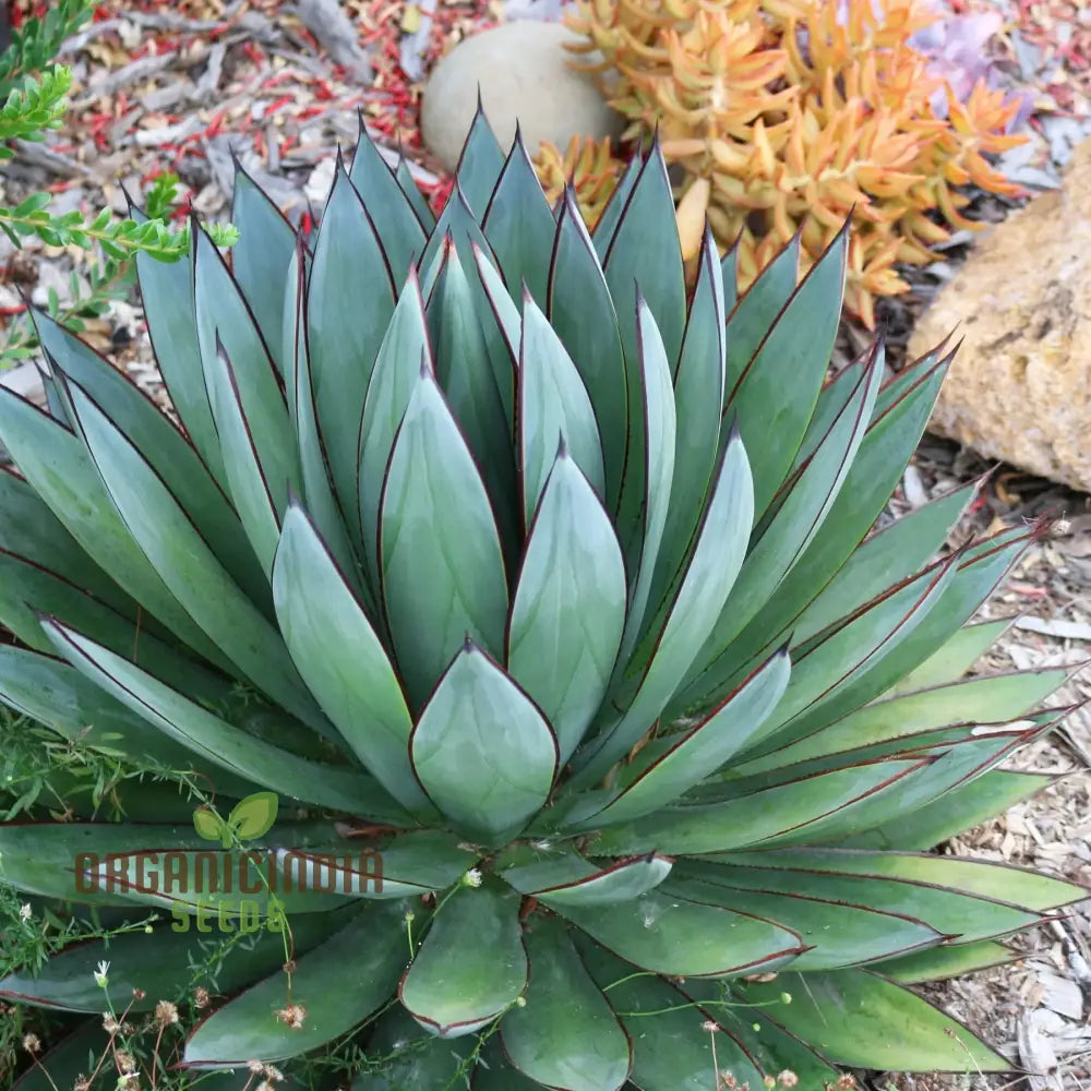 Agave Bonsai Seeds - Rare Succulent Planting For Home Decor 100 Pcs Plant