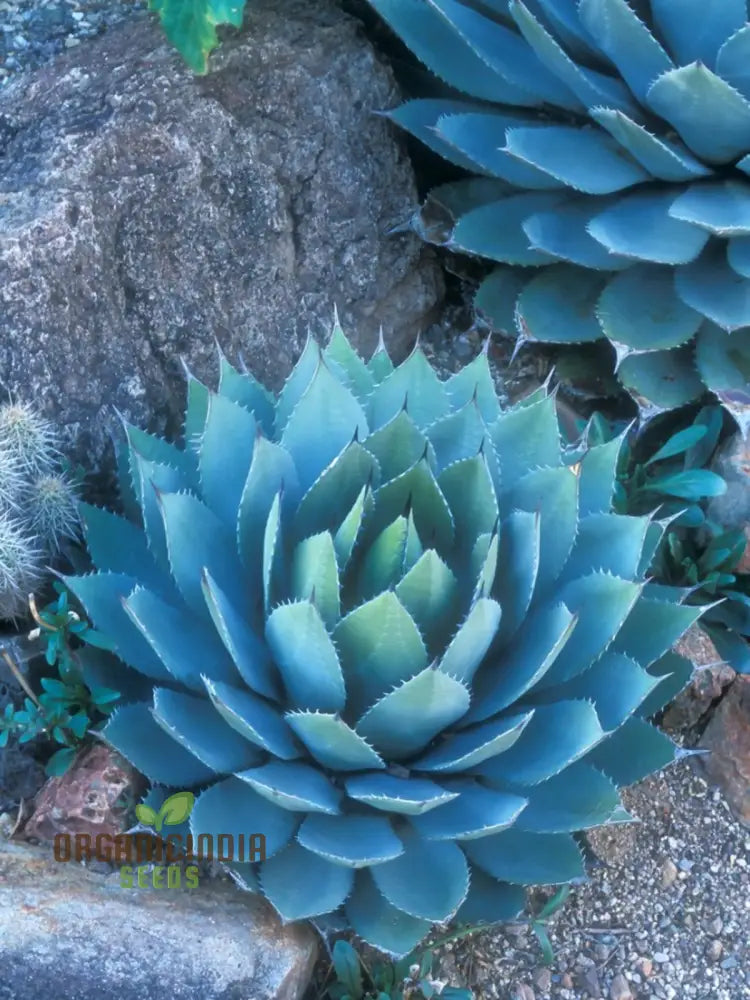 Agave Bonsai Seeds - Rare Succulent Planting For Home Decor 100 Pcs Plant