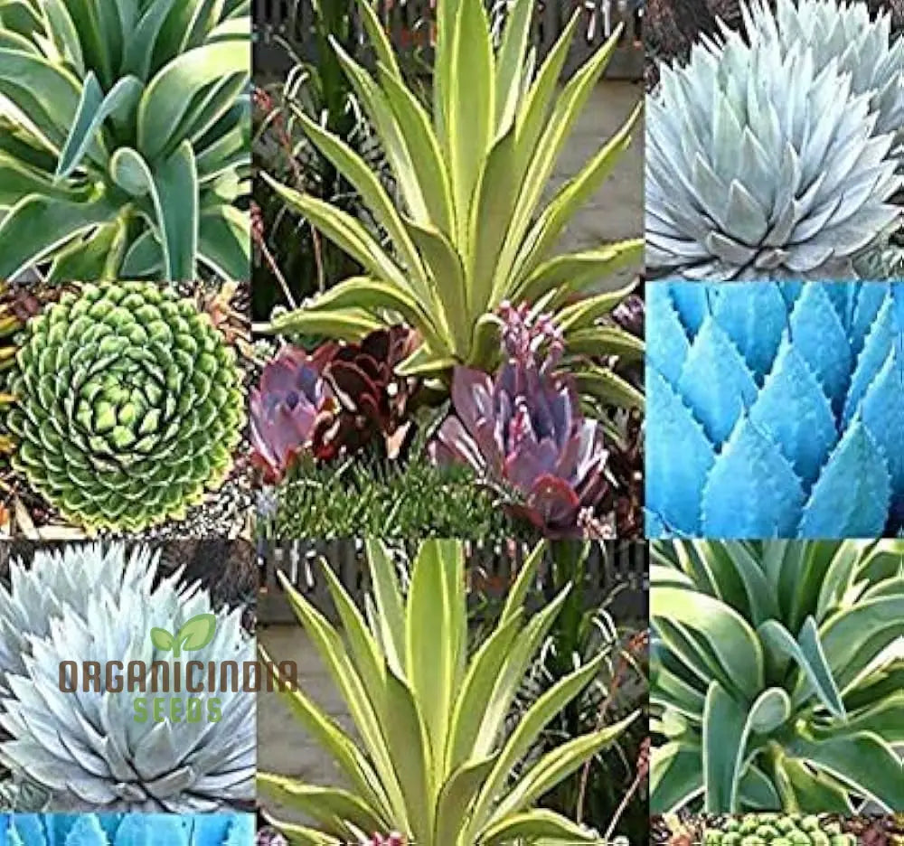 Agave Bonsai Seeds - Rare Succulent Planting For Home Decor 100 Pcs Plant