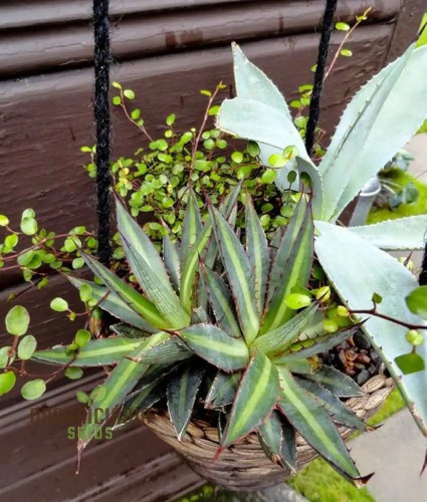 Agave Funkiana Seeds For Planting Cultivating Striking Foliage With Expert And Gardening