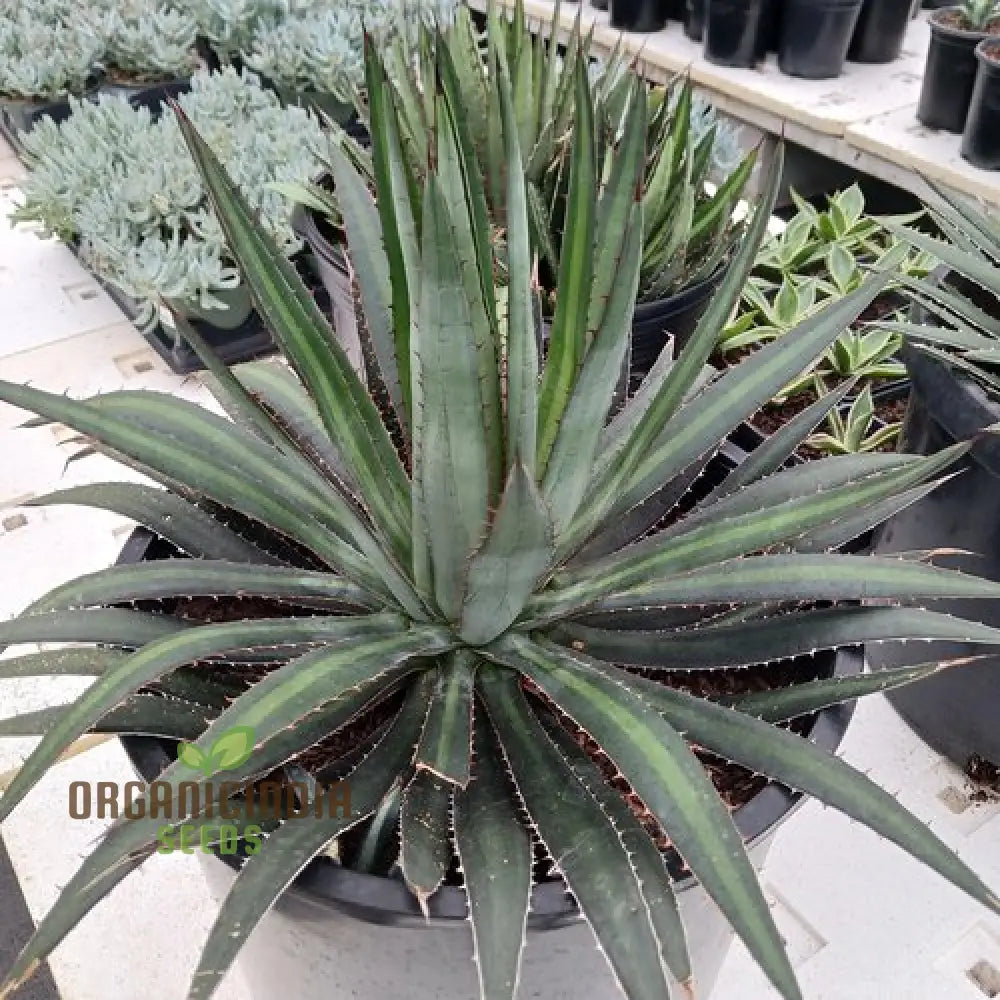 Agave Funkiana Seeds For Planting Cultivating Striking Foliage With Expert And Gardening