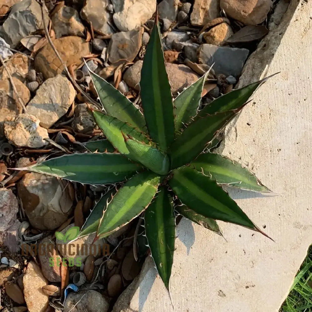 Agave Funkiana Seeds For Planting Cultivating Striking Foliage With Expert And Gardening