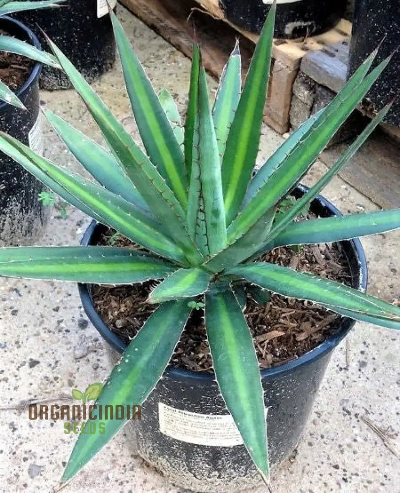 Agave Funkiana Seeds For Planting Cultivating Striking Foliage With Expert And Gardening