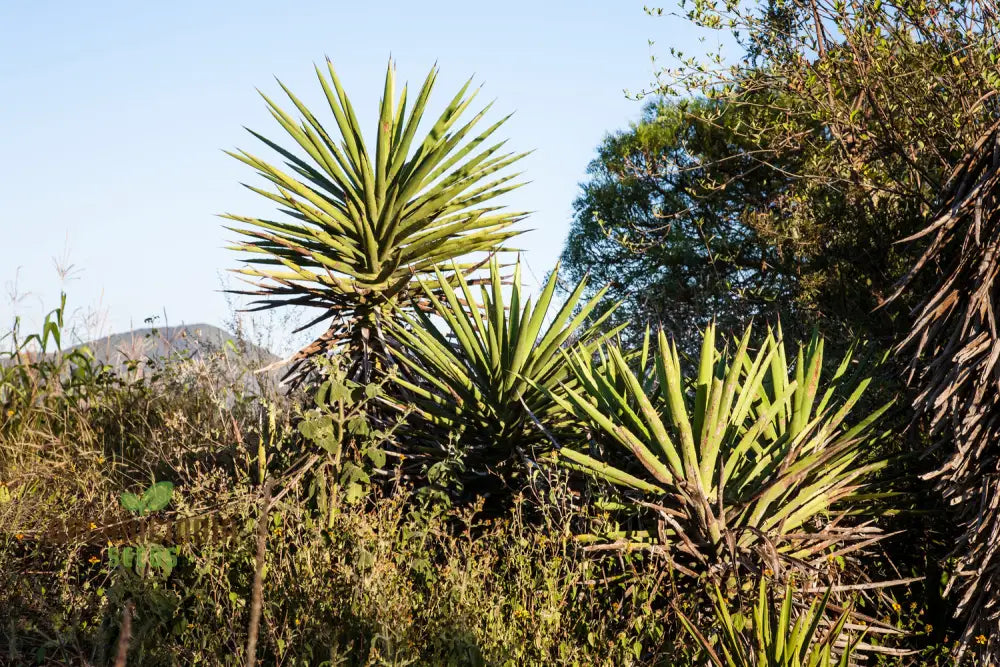 Agave Karwinskii Seeds For Planting Growing Robust And Hardy Plants With Expert Gardening