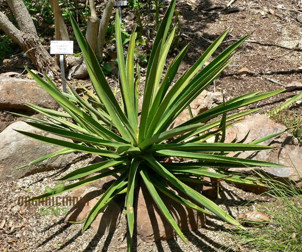 Agave Karwinskii Seeds For Planting Growing Robust And Hardy Plants With Expert Gardening