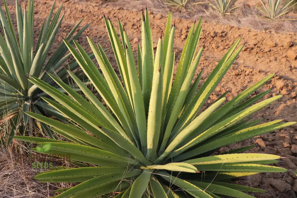 Agave Karwinskii Seeds For Planting Growing Robust And Hardy Plants With Expert Gardening