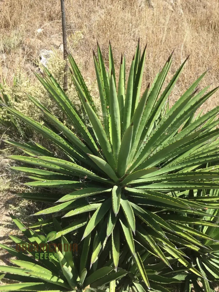 Agave Karwinskii Seeds For Planting Growing Robust And Hardy Plants With Expert Gardening