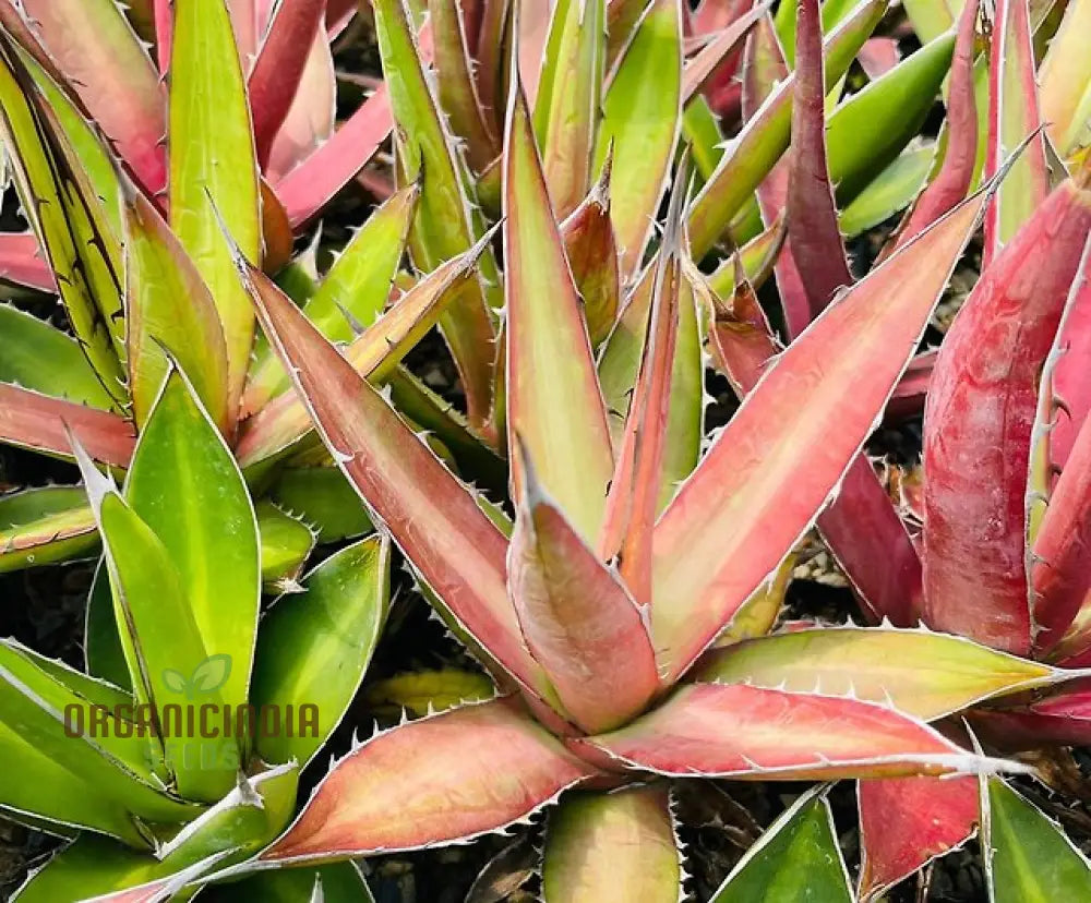 Agave Kerchovei ’Huajuapan Red’ Seeds For Planting Cultivating Unique Beauty With Expert And