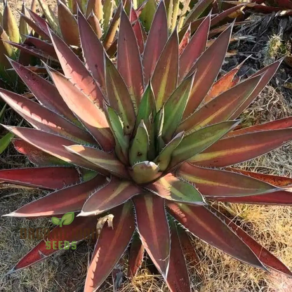 Agave Kerchovei ’Huajuapan Red’ Seeds For Planting Cultivating Unique Beauty With Expert And