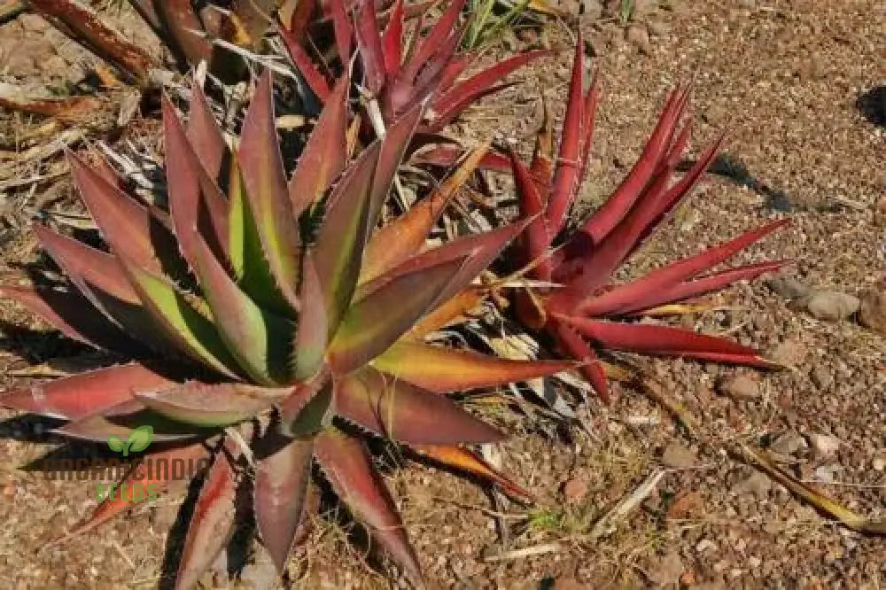 Agave Kerchovei ’Huajuapan Red’ Seeds For Planting Cultivating Unique Beauty With Expert And