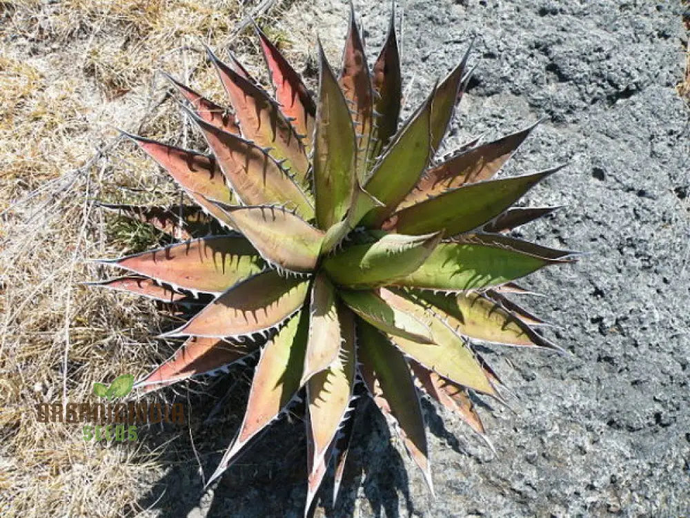 Agave Kerchovei ’Huajuapan Red’ Seeds For Planting Cultivating Unique Beauty With Expert And