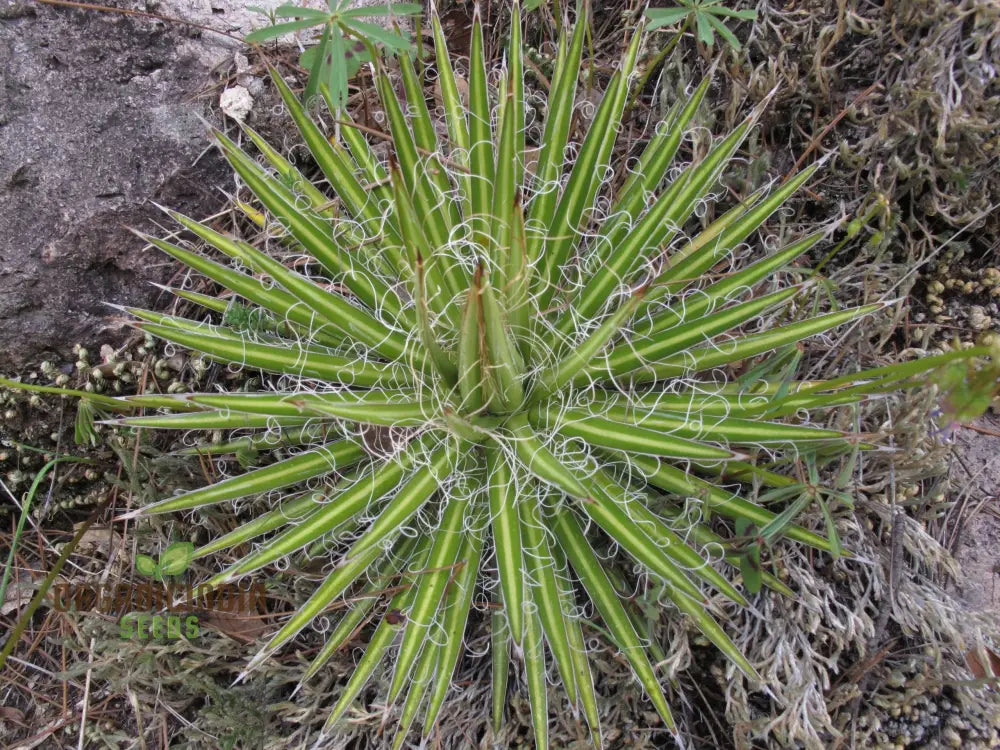 Agave Multifilifera Seeds For Planting Growing Exquisite Beauty With Expert Planting And Gardening