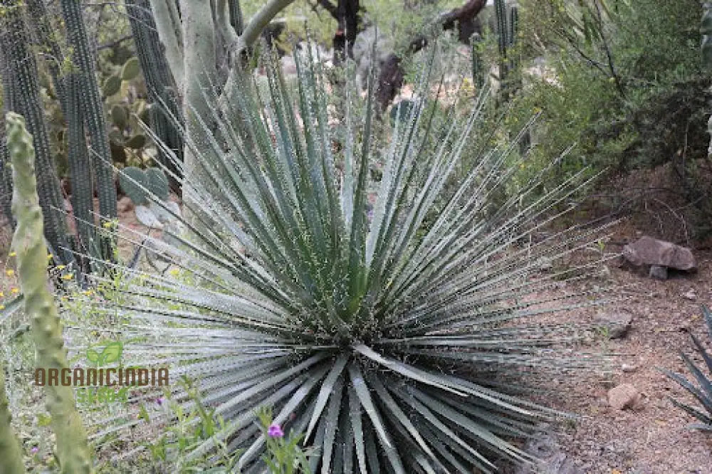 Agave Multifilifera Seeds For Planting Growing Exquisite Beauty With Expert Planting And Gardening