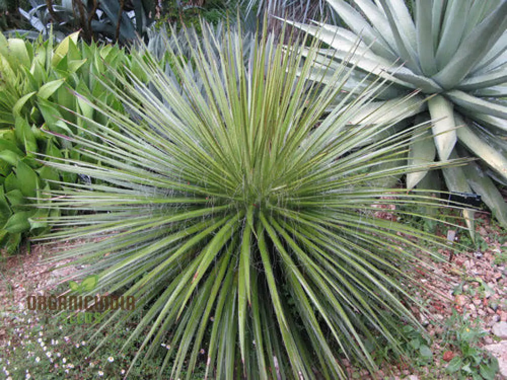 Agave Multifilifera Seeds For Planting Growing Exquisite Beauty With Expert Planting And Gardening