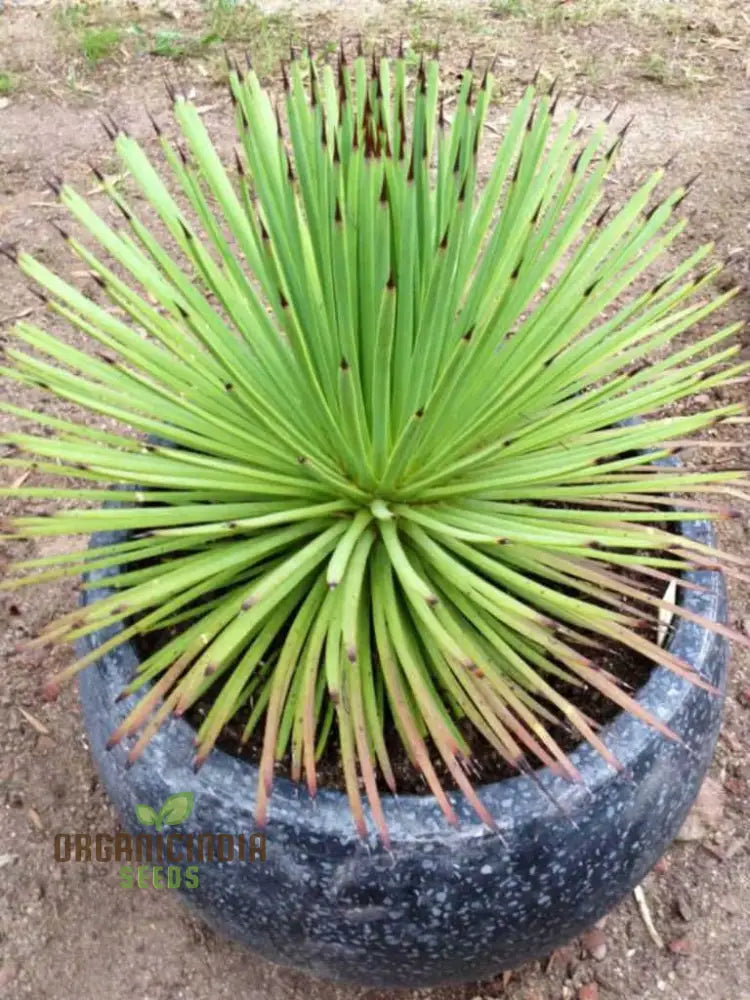 Agave Stricta Seeds Cultivating Striking Elegance With Expert Planting And Gardening