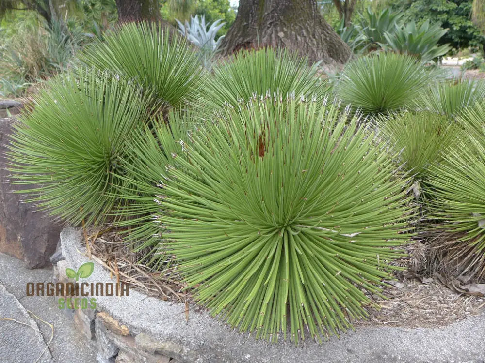 Agave Stricta Seeds Cultivating Striking Elegance With Expert Planting And Gardening