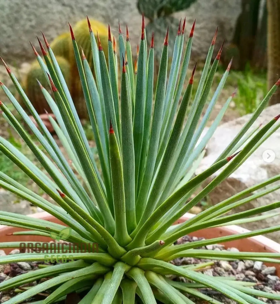 Agave Stricta Seeds Cultivating Striking Elegance With Expert Planting And Gardening