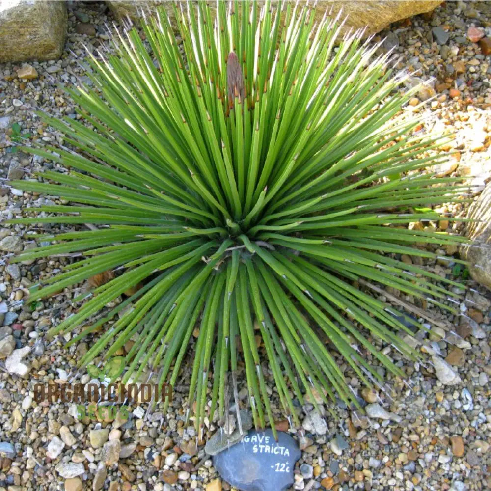 Agave Stricta Seeds Cultivating Striking Elegance With Expert Planting And Gardening