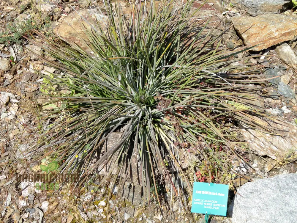 Agave Tenuifolia Seeds Cultivating Elegance And Resilience