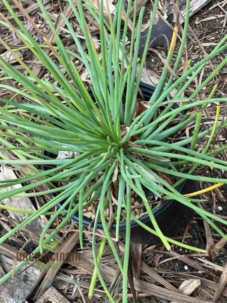 Agave Tenuifolia Seeds Cultivating Elegance And Resilience