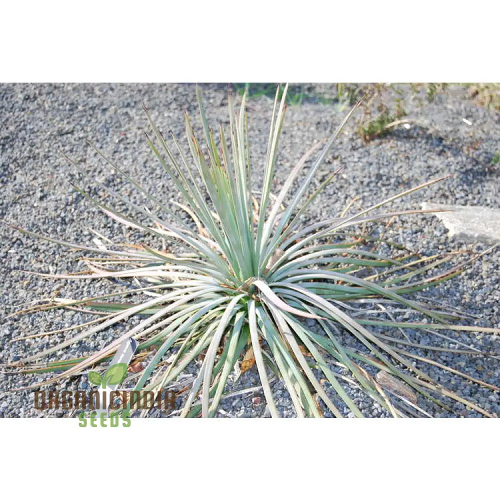 Agave Tenuifolia Seeds Cultivating Elegance And Resilience