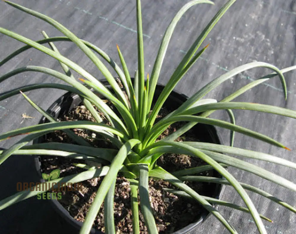 Agave Tenuifolia Seeds Cultivating Elegance And Resilience