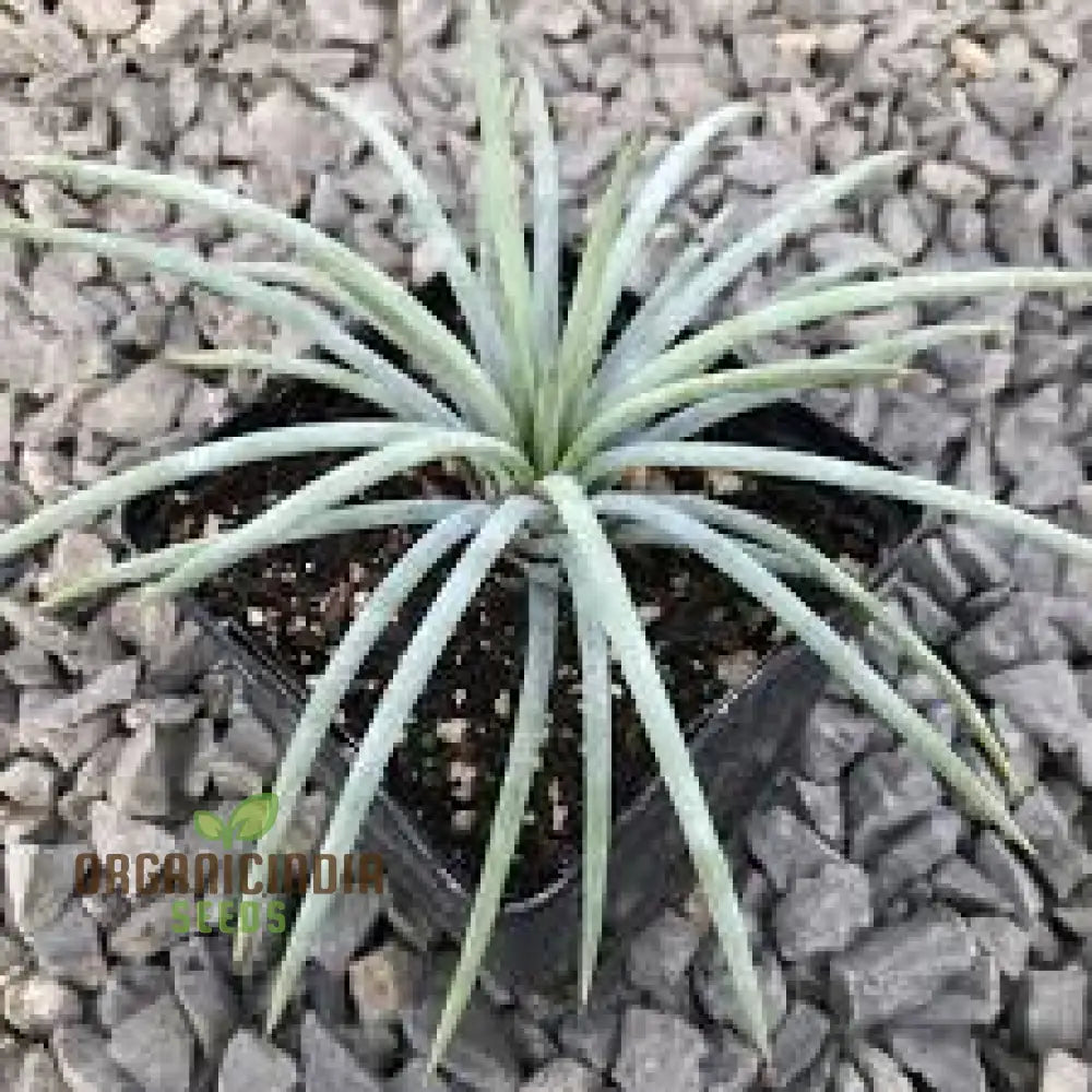 Agave Tenuifolia Seeds Cultivating Elegance And Resilience