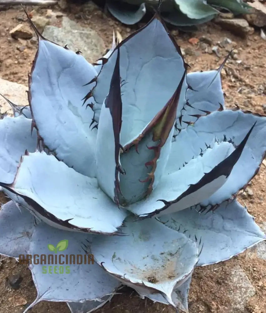 Agave Titanota Blue Seeds Cultivating Stunning Beauty With Expert Planting And Gardening