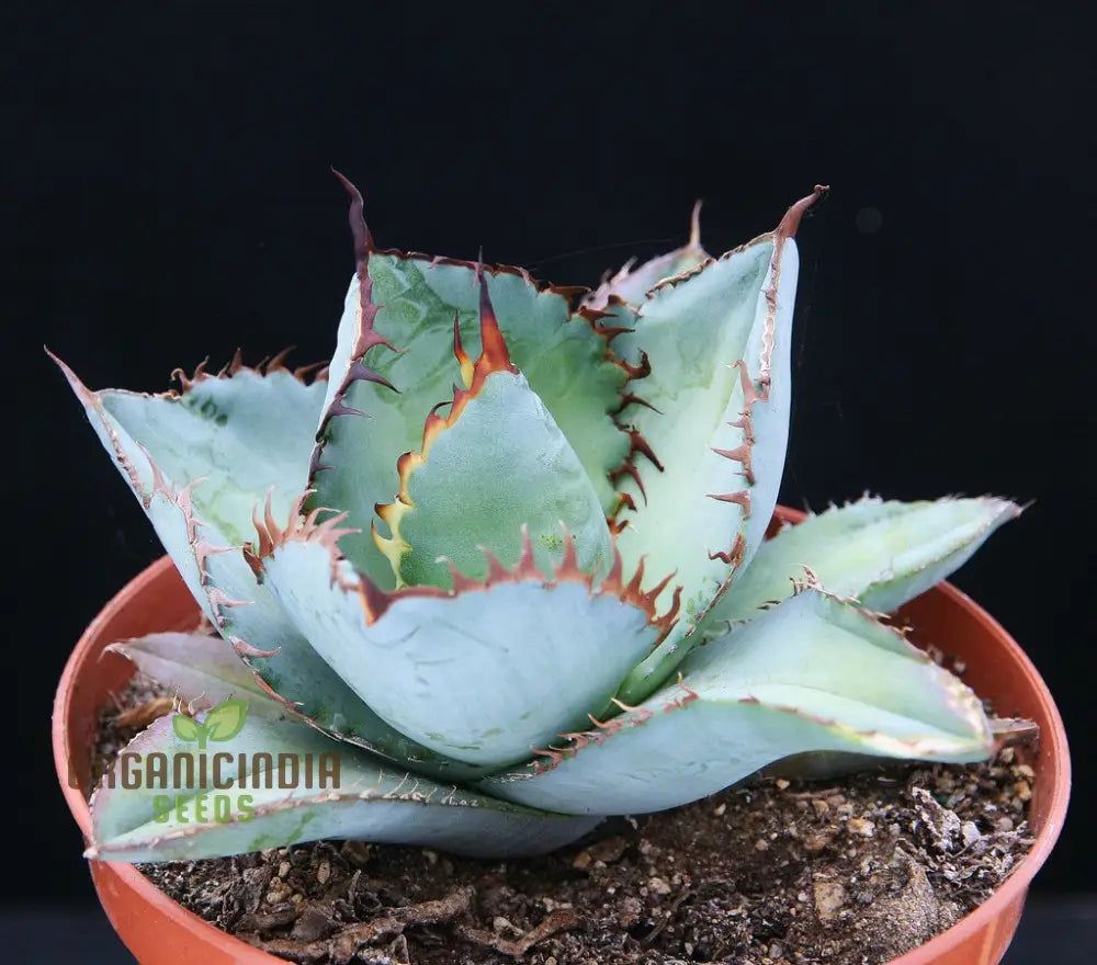 Agave Titanota Blue Seeds Cultivating Stunning Beauty With Expert Planting And Gardening