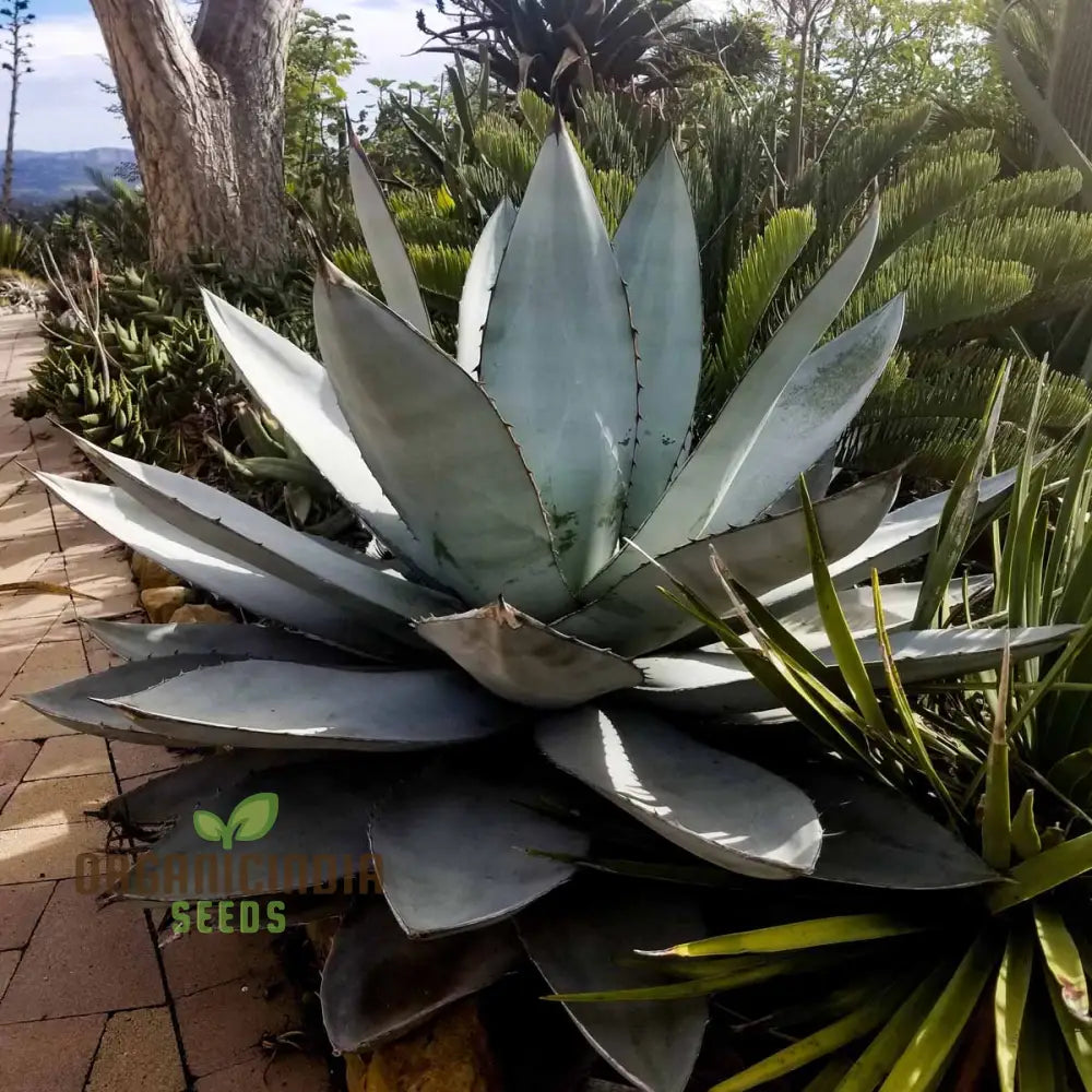 Agave Titanota Blue Seeds Cultivating Stunning Beauty With Expert Planting And Gardening