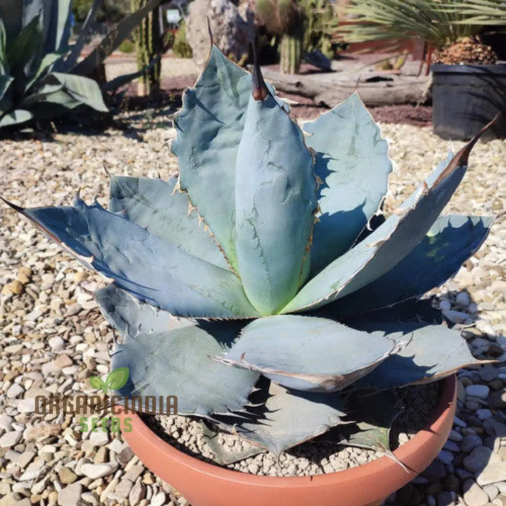 Agave Titanota Blue Seeds Cultivating Stunning Beauty With Expert Planting And Gardening