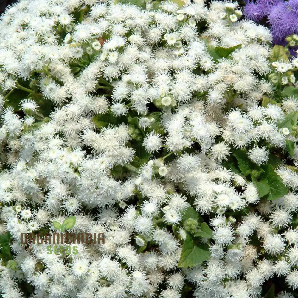 Ageratum - Ball White Seeds: Elevate Your Gardening Experience With Beautiful Blooming Flowers!