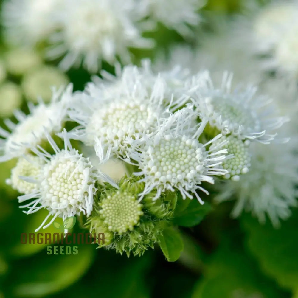 Ageratum - Ball White Seeds: Elevate Your Gardening Experience With Beautiful Blooming Flowers!