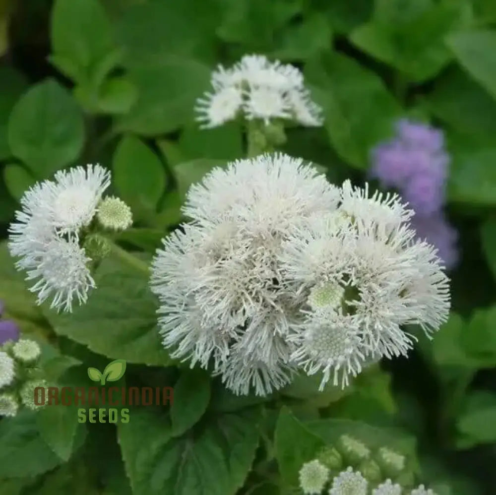 Ageratum - Ball White Seeds: Elevate Your Gardening Experience With Beautiful Blooming Flowers!