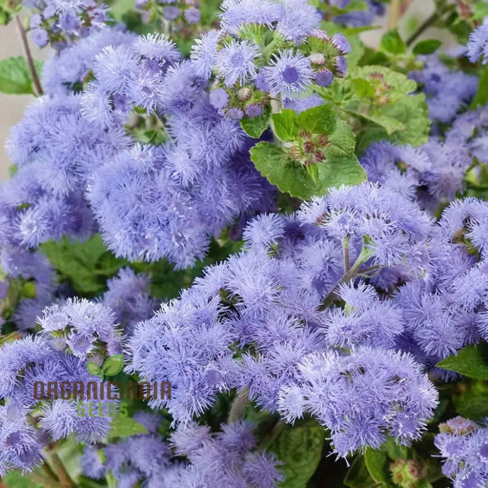 Ageratum Blue Ball Seeds: Enhance Your Outdoor Space With Vibrant Blooms And Easy-To-Care-For