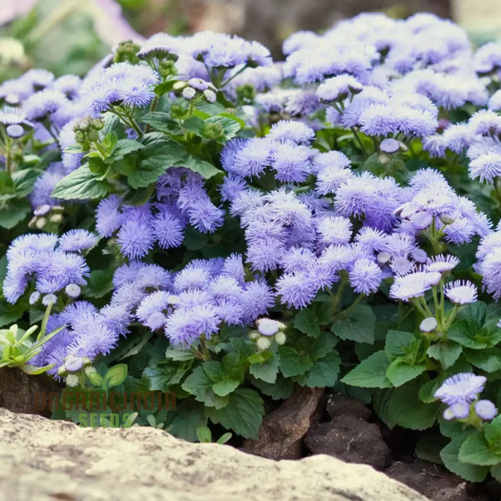 Ageratum Blue Ball Seeds: Enhance Your Outdoor Space With Vibrant Blooms And Easy-To-Care-For