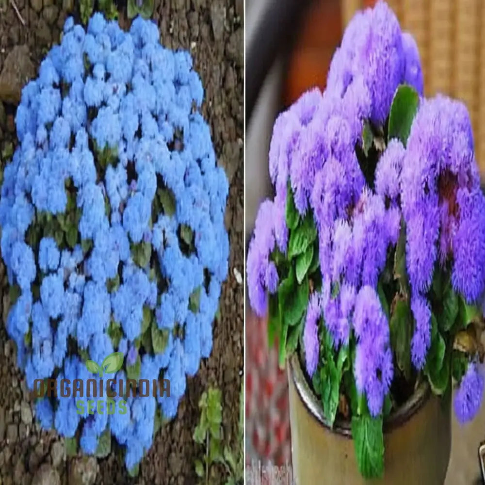 Ageratum Blue Ball Seeds: Enhance Your Outdoor Space With Vibrant Blooms And Easy-To-Care-For