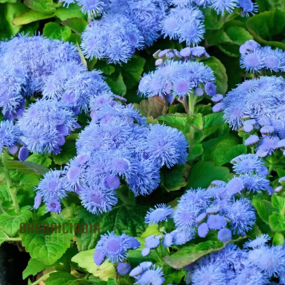 Ageratum Blue Ball Seeds: Enhance Your Outdoor Space With Vibrant Blooms And Easy-To-Care-For